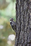 bird, birds, forest